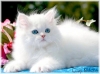 Beautiful Persian kittens ready for new homes